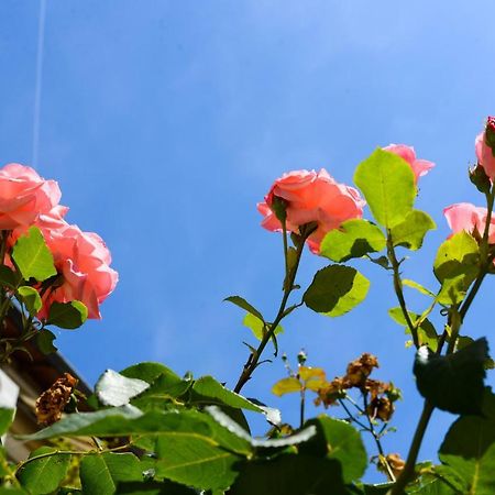 Studio Les Hortensias Авиньон Экстерьер фото