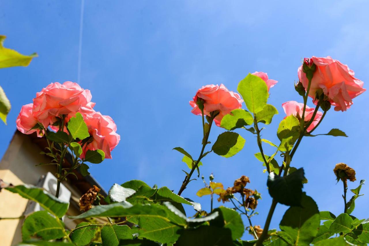 Studio Les Hortensias Авиньон Экстерьер фото